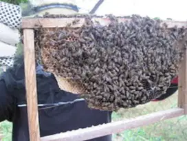 Koloni Tawon Madu ( Apis Cerana )