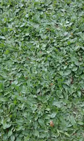tukang taman Jogja murah Ready rumput gajah mini & Manila Jepang