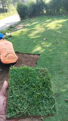 Rumput Bermuda Pati Permeter