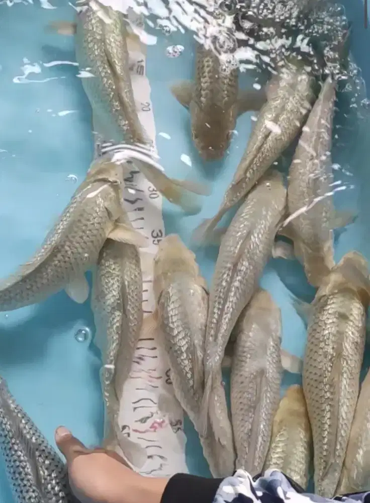 Ikan koi jenis soragoi ginrin silver