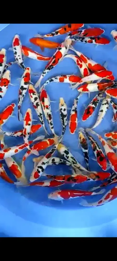 IKAN KOI KOHAKU SANKE ETC