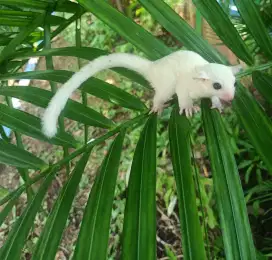 Sugar glider Leucistic jantan