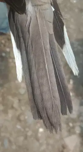 Burung perkutut lokal katuranggan koro Welang