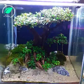 design tema aquascape tema hias tank nano akuarium kecil