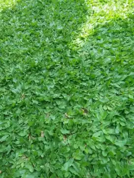 Rumput gajah mini