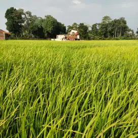 Jual sawah murah jalan bisa pake motor, strategis dan ramai