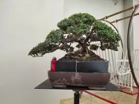 Bonsai santigi diatas batu