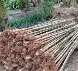 Tanaman bambu Jepang termurah