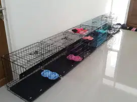 Penitipan PET HOTEL / Penginapan Kucing Surabaya