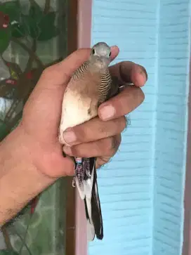 Burung perkutut Bangkok dan kandangnya