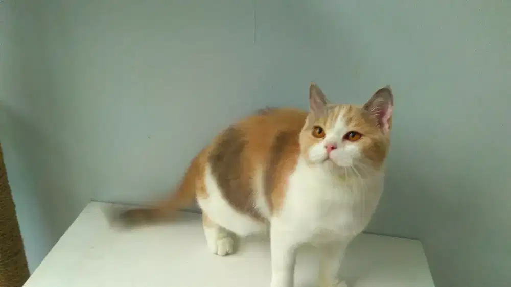 GROOMING KUCING PANGGILAN