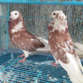 Sepasang Burung merpati hias Capucin Original