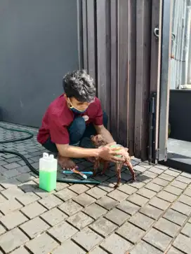 Termurah jasa grooming anjing kucing panggilan cukur bulu mandi rumah