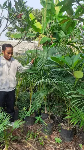 Pohon palem kuning