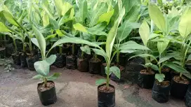 Bibit Pisang Ambon