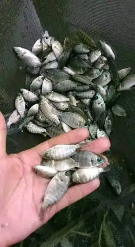 Bibit ikan Nila hormon