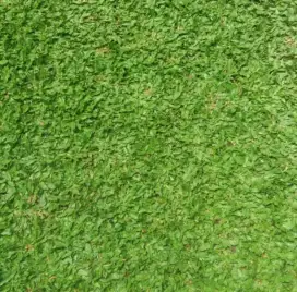 Jual rumput gajah mini
