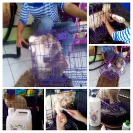 Menerima Grooming KUCING di FELIX PET SHOP PURWOREJO.