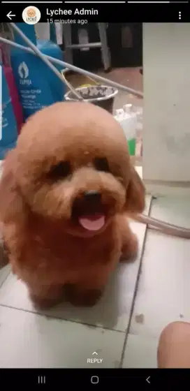 Termurah jasa grooming anjing kucing panggilan cukur bulu mandi rumah