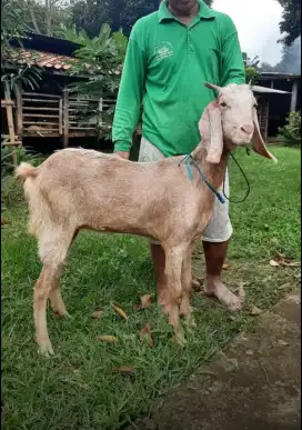 Menjual Kambing dan Domba