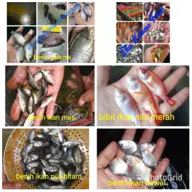 Jual Bibit Ikan Nila Merah Ciawi Bogor