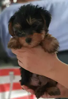 Jual Puppy Yorkshire Terrier (Yorkie)