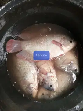 Terlaris Ikan Gurame Konsumsi Bisa Dikirim Indonesia