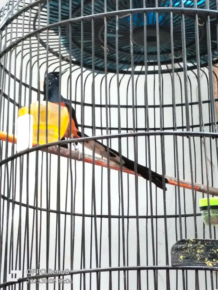 Murai Batu Medan ekor Super blorok