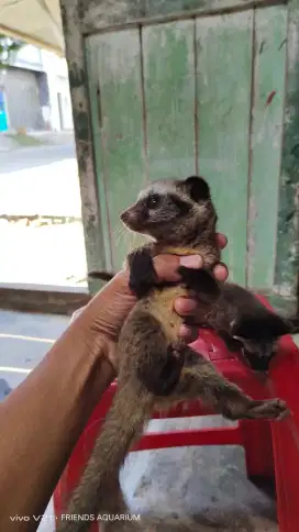 Musang pandan jinak