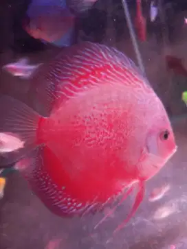 Ikan Discus Size 5in Red Stardust Hybrid