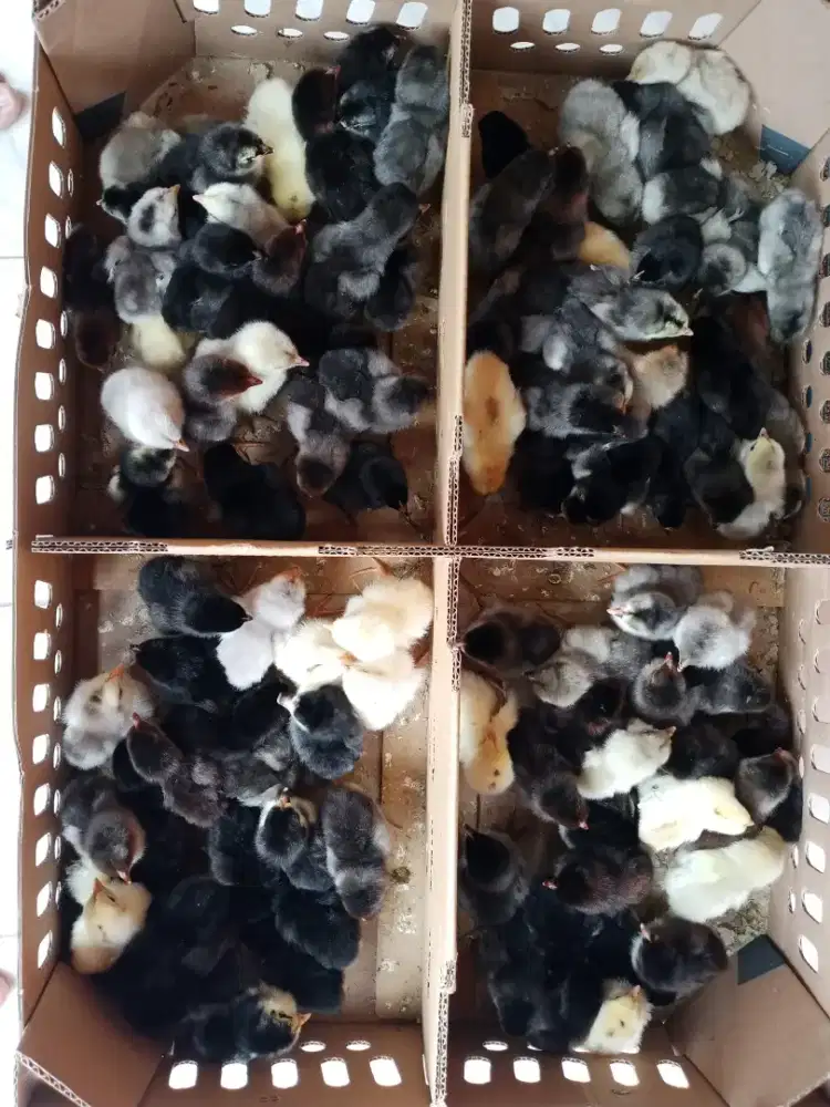 DOC Kampung unggulan balitnak KUB &amp; Sensi