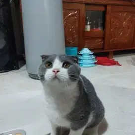 British Shorthair X Scottish Fold