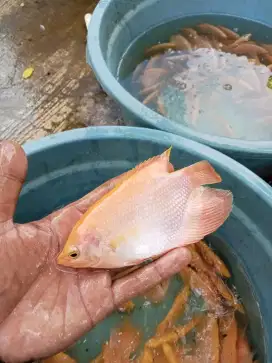 BIBIT IKAN GURAME PADANG