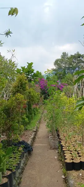 Jual Tanaman Untuk Proyek