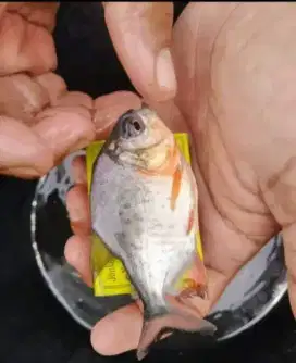 Jual bibit ikan bawal