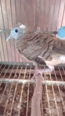 kutut kepala putih