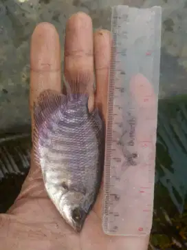 Bibit ikan gurame