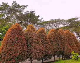 Pohon pucuk merah (bayar ditempat)