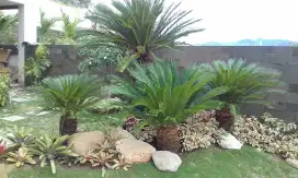 Jasa tukang taman