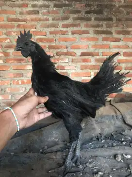 Ayam cemani ori berbagai usia dari 1bln - 2th