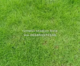 Harga Supplier Rumput Stadion Lapangan Zoysia Matrella Wonogiri