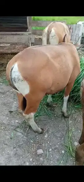 (Sapi Hidup Murah 19 jt 500 rb saja dibwah 20 jt)