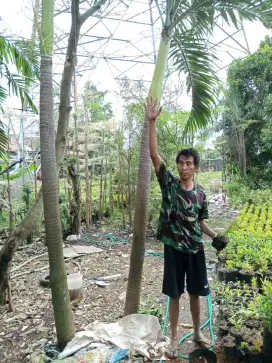 Palem putri batang keras 2 meter - palem putri