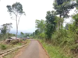 KEBUN | Pinggir jalan Subur dan Produktif