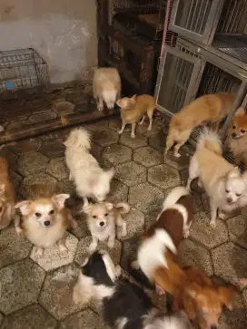 Chihuahua unyu2