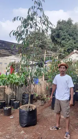 Pohon durian bawor tinggi 3 meter