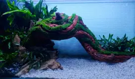 Design tema aquascape tank 40cm aquascape