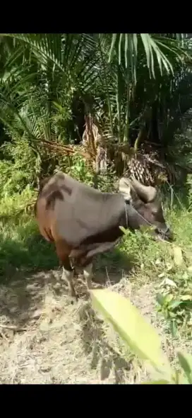 (Sapi Hidup Murah)
