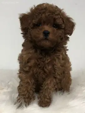 Red Toy Poodle Usia 1,5 Bulan