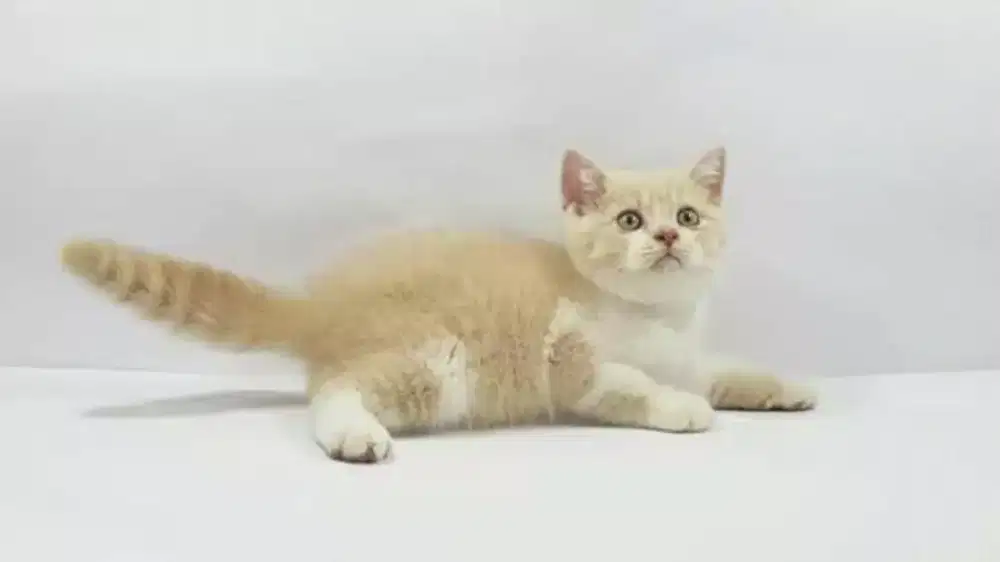 Grooming kucing panggilan